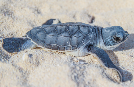 A baby sea turtle crawling on the beach