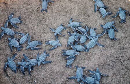 Record turtle nesting season underway at Holden Beach — if the heat doesn’t derail it